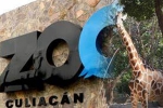 Coronavirus lockdown, Mexico, animals abandoned during coronavirus lockdown are rescued by a zoo in mexico, Culiacan zoo