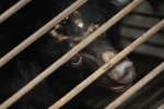 bear bile, covid-19, bear bile touted as a potent coronavirus treatment by china, South east asia