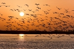 bird habitat, State of India’s birds 2020, india witnesses alarming decline in the bird habitat, Red list bird habitat, State of India’s birds 2020, india witnesses alarming decline in the bird habitat, Red list