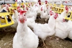 Bird flu 2024, Bird flu USA outbreak, bird flu outbreak in the usa triggers doubts, Dairy