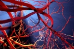 Blood Vessels Stretch updates, Blood Vessels Stretch updates, how far can blood vessels stretch if laid out end to end, Facts