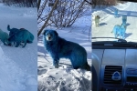 viral, Russia, bright blue stray dogs found in russia, Prank