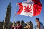 Recreational Marijuana, Marijuana, canada senate legalizes recreational marijuana, Senate vote