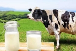 Cow Milk Protein news, Cow Milk Protein, can cow milk protein lead to type 1 diabetes, History
