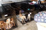 Dog Meat South Korea banned, Kim Keon-hee, consuming dog meat is a right of consumer choice, Dog meat consumption