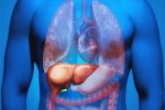 Fatty Liver in Youngsters tips, Fatty Liver in Youngsters, why is fatty liver affecting youngsters, Care