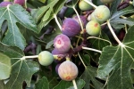 Figs rich in, Figs, are figs really vegetarian or non vegetarian, Us wings