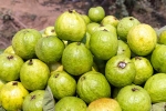 Guava bad for diabetics, Guava articles, who should be careful with guava, Dermatologist