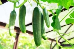 Cucumber hack, Cucumber breaking, hack to grow cucumber is going viral for all the right reasons, Diy