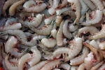 US, Kerala, indian shrimp faces threat of ban in u s, Al hilal