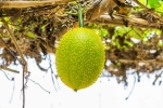 Snake Venom dangerous, Snake Venom neutrailization, this miraculous plant can neutralise snake venom in minutes, Tuna