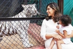 Klin Kaara breaking news, Klin Kaara celebrations, klin kaara meets her namesake tigress on second birthday, Film