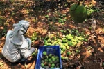 Mango Growers, Mango, nipah effect mango growers in karnataka faces tough time in export, Nipah