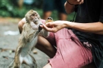 Monkey Bite danger, Monkey Bite latest, what to do after a monkey bite, Monkeys