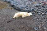 Polar Bear In Iceland pictures, Polar Bear In Iceland 2024, polar bear appears in iceland for the first time in 8 years, Scientists