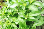 Stevia for health, Stevia latest breaking, is consuming stevia bad for blood sugar levels, Stevia Stevia for health, Stevia latest breaking, is consuming stevia bad for blood sugar levels, Stevia