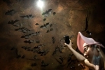 Wuhan CDC, Wuhan CDC bat research, a sensational video of scientists of wuhan cdc collecting samples in bat caves, Wuhan cdc news