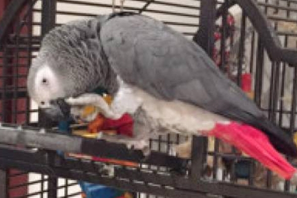 Dh5,000 reward to find missing parrot!