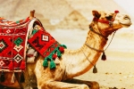 Camel Milk latest updates, Camel Milk health benefits, benefits and side effects of camel milk, Heart diseases Camel Milk latest updates, Camel Milk health benefits, benefits and side effects of camel milk, Heart diseases