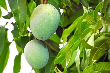 Mango Leaves, Seeds Helps In Reducing Blood Sugar and Diabetes - Here&#039;s How